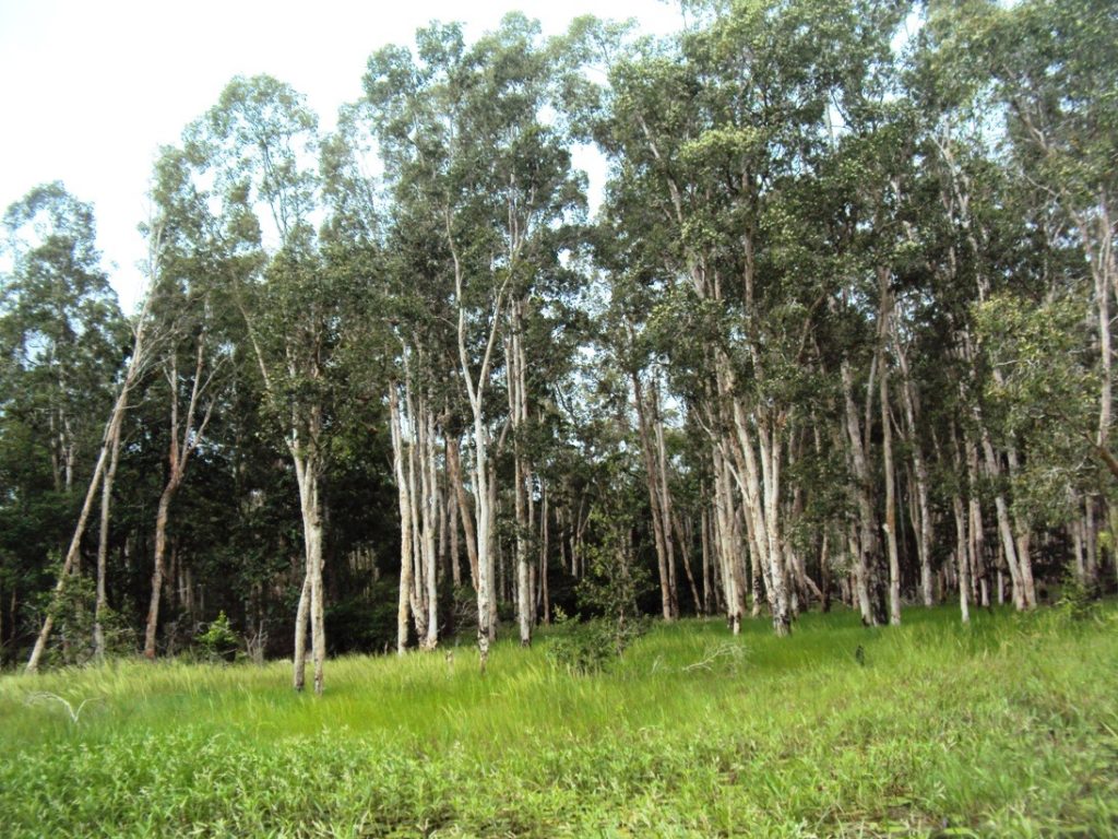 Kayu-kayu yang tumbuh di Dusun Yawalkal Kampung Tomerauw (foto: I Ngurah Suryawan)